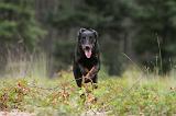 BEAUCERON 394